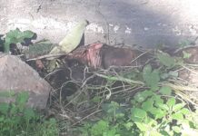 Mulher encontra corpo atrás de casa em Balneário Piçarras