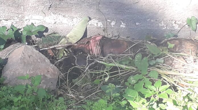 Mulher encontra corpo atrás de casa em Balneário Piçarras