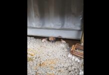 Cão preso embaixo de conteiner é resgatado pelos bombeiros em Balneário Piçarras