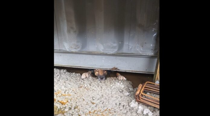Cão preso embaixo de conteiner é resgatado pelos bombeiros em Balneário Piçarras