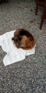 whatsapp image 2021 06 20 at 17.03.52 600x1200 1