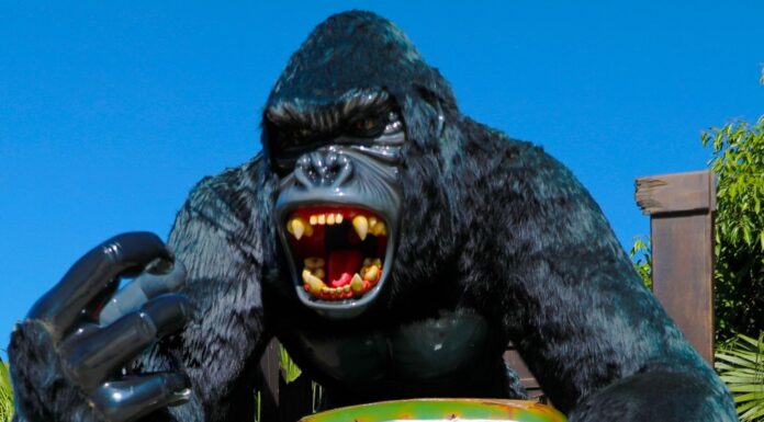 Menino que caiu de brinquedo no Beto Carrero World deve sair do hospital amanhã