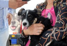 Mais de 150 cães e gatos são castrados gratuitamente em Balneário Piçarras