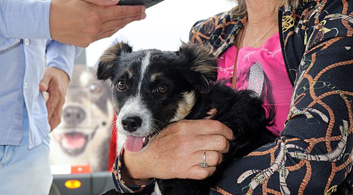 Mais de 150 cães e gatos são castrados gratuitamente em Balneário Piçarras