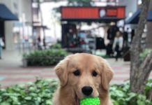 Pet Park inédito no Brasil será inaugurado no Porto Belo Outlet Premium