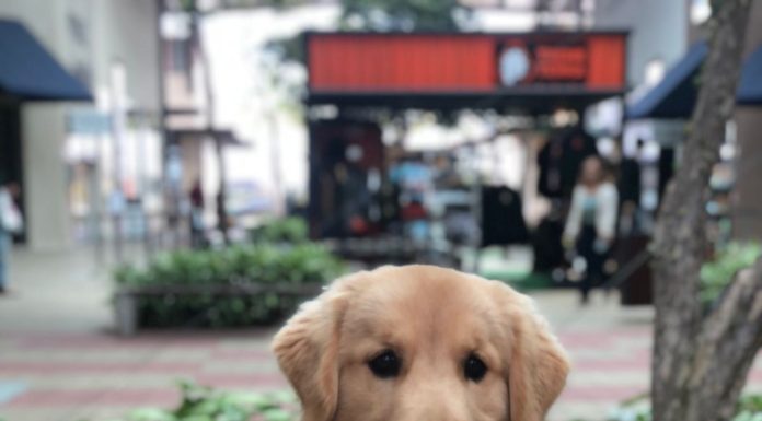 Pet Park inédito no Brasil será inaugurado no Porto Belo Outlet Premium