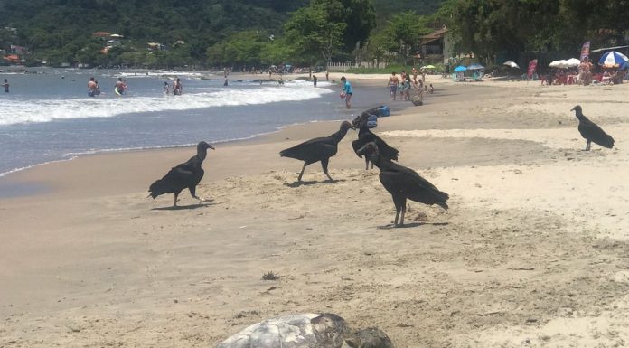 Duas tartarugas foram encontradas mortas neste domingo em Penha