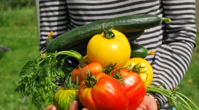 400 famílias serão beneficiadas com cestas básicas de produtos da agricultura familiar local