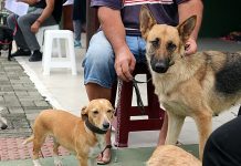 Mutirão de castração gratuita de cães e gatos tem boa procura em Balneário Piçarras