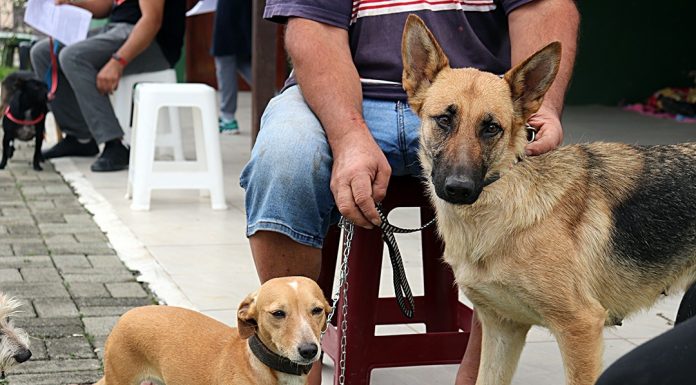 Mutirão de castração gratuita de cães e gatos tem boa procura em Balneário Piçarras