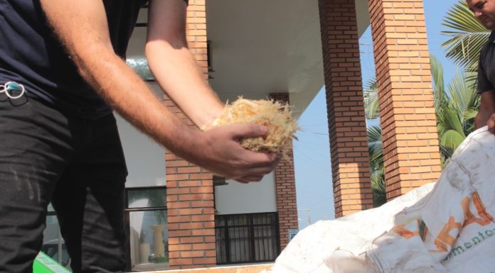 Balneário Piçarras vai recolher cascas de coco verde para trituração e compostagem