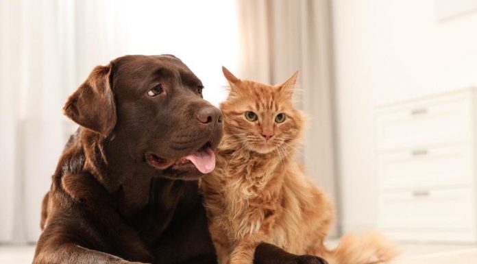 Lei de proteção aos animais é modificada em Penha