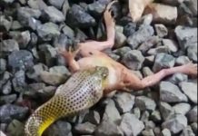 Moradora grava vídeo de cobra engolindo rã em Balneário Piçarras