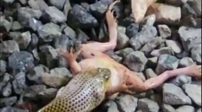 Moradora grava vídeo de cobra engolindo rã em Balneário Piçarras