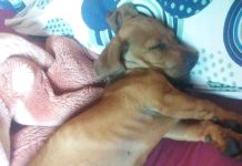 Briga por cachorro acolhido pelo Projeto Adote Penha vai parar na polícia