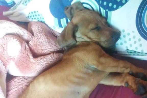 Briga por cachorro acolhido pelo Projeto Adote Penha vai parar na polícia