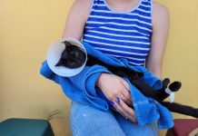 Balneário Piçarras abre inscrições para mutirão de castração gratuita de cães e gatos