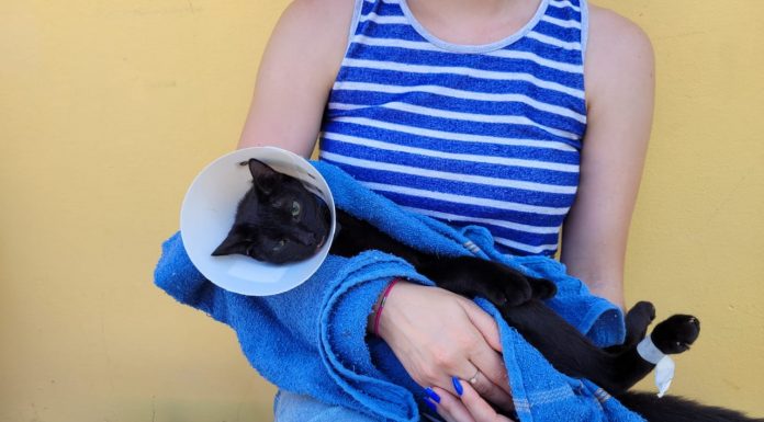 Balneário Piçarras abre inscrições para mutirão de castração gratuita de cães e gatos