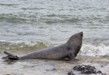 Morador de Penha sai para caminhar e encontra elefante-marinho na Praia Vermelha