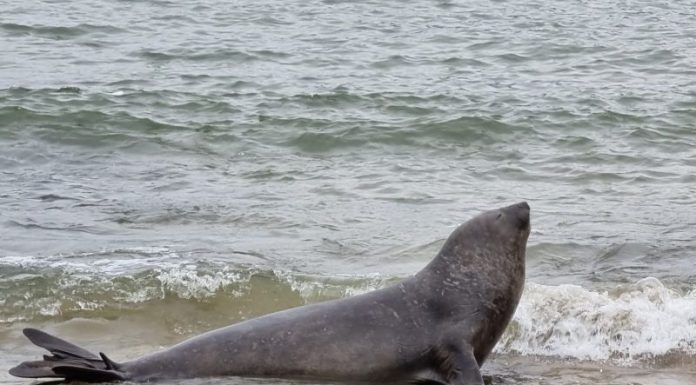 Morador de Penha sai para caminhar e encontra elefante-marinho na Praia Vermelha