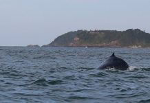 Visitante pode observar as baleias em mirantes na Ponta da Vigia, São Roque e Praia Vermelha