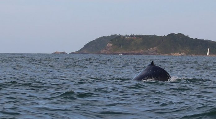 Visitante pode observar as baleias em mirantes na Ponta da Vigia, São Roque e Praia Vermelha