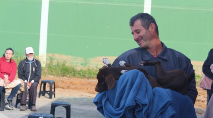 Mais de 150 animais são castrados em mutirão realizado em Balneário Piçarras