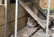 Gato do mato é capturado e devolvido à natureza em Pomerode