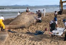 Equipe da Univali trabalha na operação encalhe da baleia morta na Praia de Barra Velha