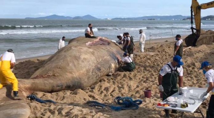 Equipe da Univali trabalha na operação encalhe da baleia morta na Praia de Barra Velha