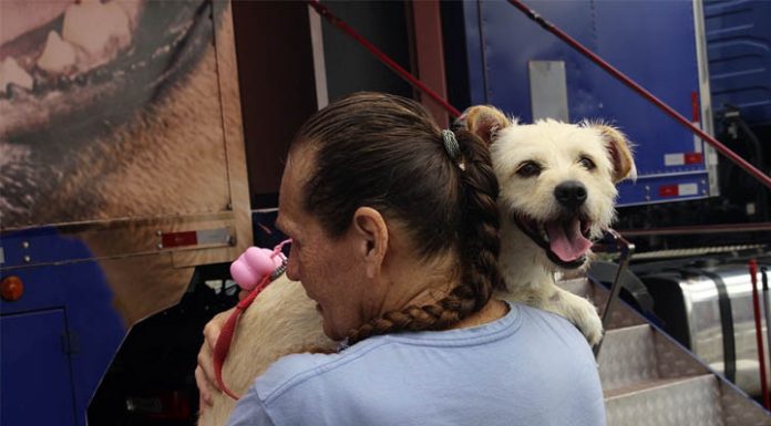 113 animais são castrados durante mutirão em Balneário Piçarras