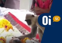 Amor animal: Macaco vai a funeral do homem que costumava alimenta-lo