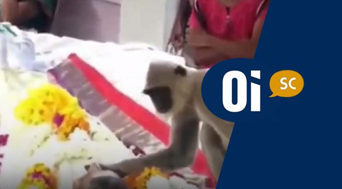 Amor animal: Macaco vai a funeral do homem que costumava alimenta-lo