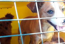 Penha inicia serviço de resgate e atendimento de animais vítimas de maus tratos