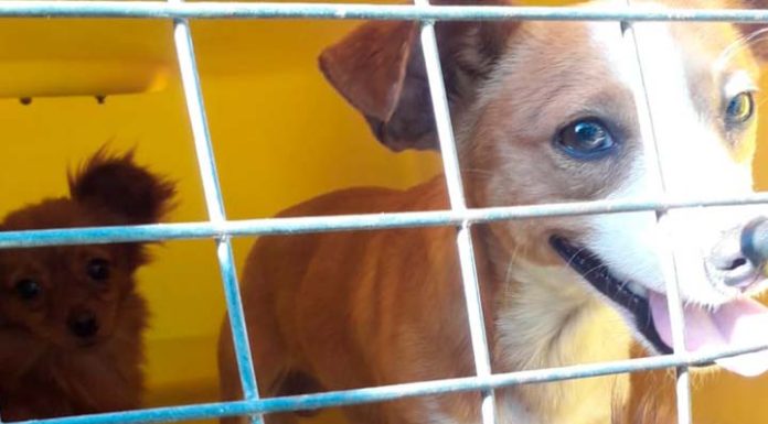 Penha inicia serviço de resgate e atendimento de animais vítimas de maus tratos