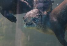 Quem apresentar comprovante de votação não pagará entrada no Oceanic Aquarium