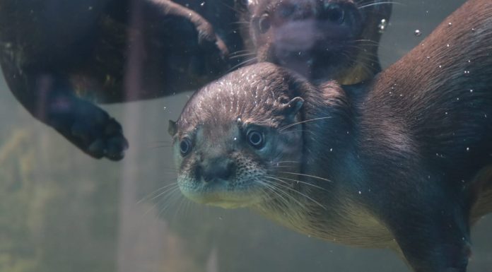 Quem apresentar comprovante de votação não pagará entrada no Oceanic Aquarium