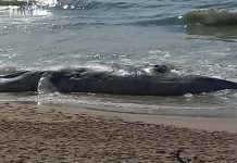 Baleia jubarte é encontrada morta na Praia do Tabuleiro em Barra Velha