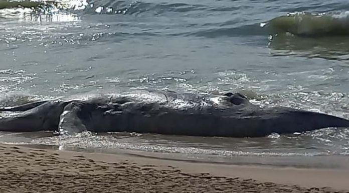 Baleia jubarte é encontrada morta na Praia do Tabuleiro em Barra Velha