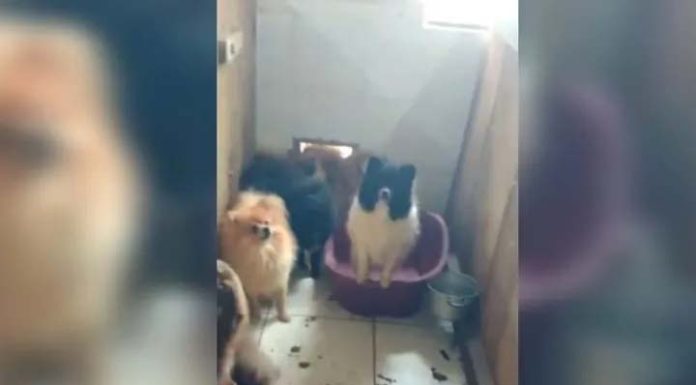 Mais de 100 cães de raça sofriam maus-tratos em canil clandestino de SC