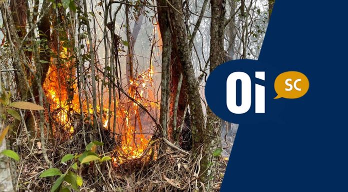 VÍDEO: Incêndio destrói área equivalente a mais de três campos de futebol em Itajaí