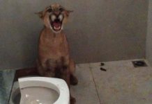 VÍDEO: Mulher vai usar o banheiro e dá de cara com uma onça parda