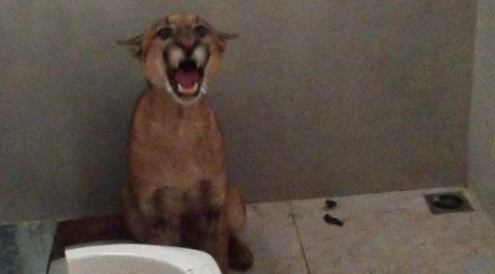 VÍDEO: Mulher vai usar o banheiro e dá de cara com uma onça parda