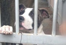 Criança de 7 anos é atacada por pitbull em Porto Belo e sofre ferimentos no rosto e na orelha