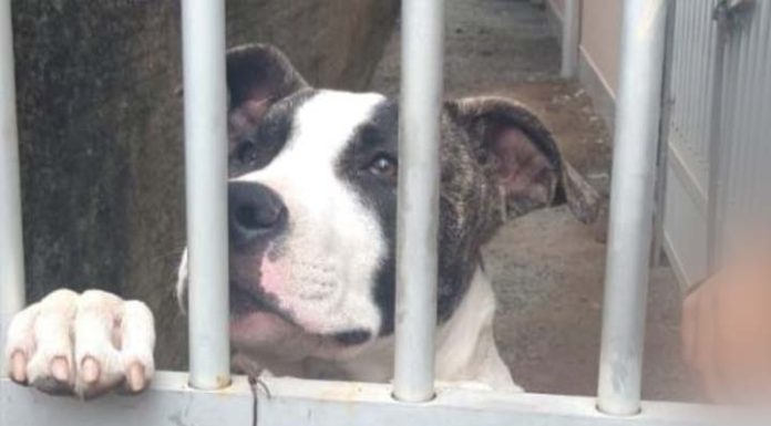 Criança de 7 anos é atacada por pitbull em Porto Belo e sofre ferimentos no rosto e na orelha