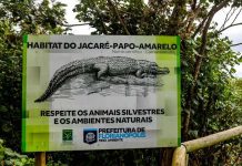 Praia de Florianópolis tem alerta sobre presença de jacarés