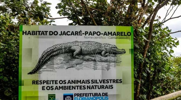 Praia de Florianópolis tem alerta sobre presença de jacarés