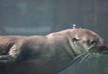 OPORTUNIDADE: Grupo Oceanic Aquarium está com vagas abertas