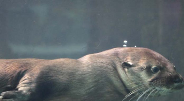 OPORTUNIDADE: Grupo Oceanic Aquarium está com vagas abertas
