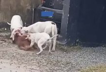 Cão de estimação é estraçalhado e morto por pitbulls em Penha